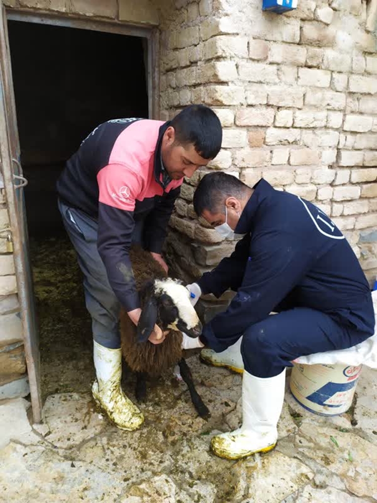 آغاز فاز اول واکسیناسیون تب برفکی در جمعیت دام سبک و سنگین روستایی و عشایری بصورت رایگان